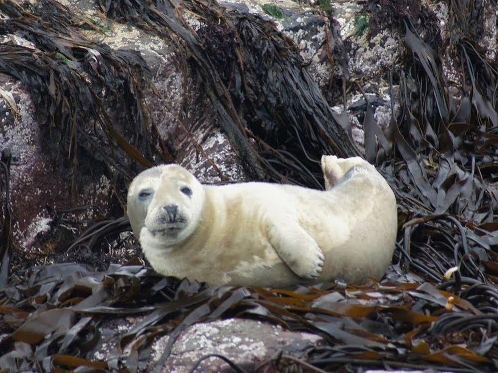 Farne Island Rooms Seahouses Buitenkant foto
