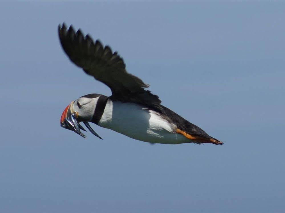 Farne Island Rooms Seahouses Buitenkant foto